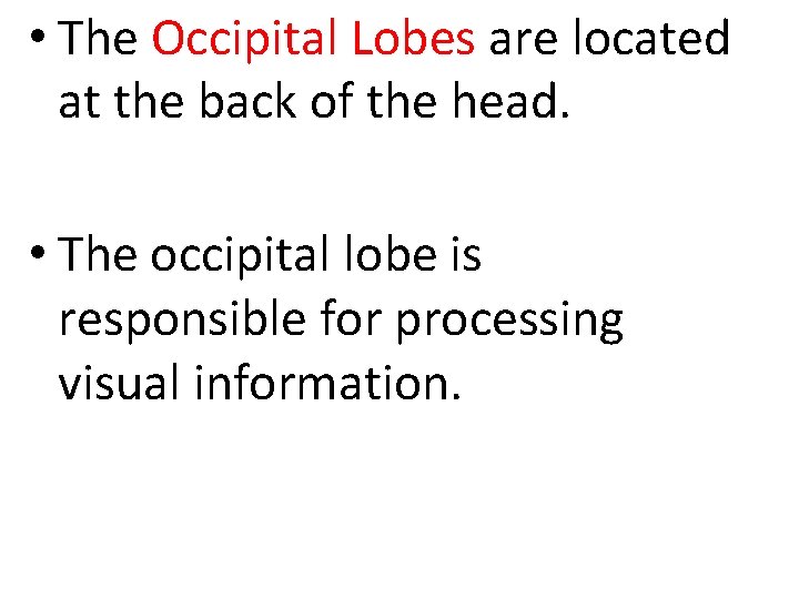  • The Occipital Lobes are located at the back of the head. •