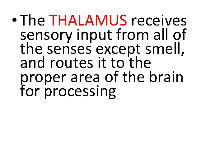  • The THALAMUS receives sensory input from all of the senses except smell,