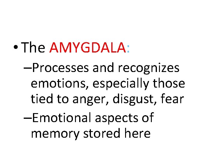  • The AMYGDALA: –Processes and recognizes emotions, especially those tied to anger, disgust,