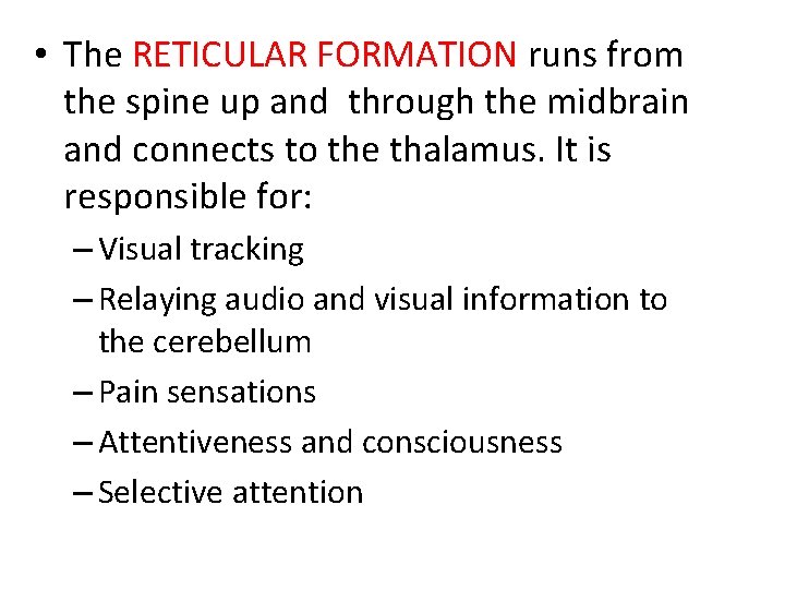  • The RETICULAR FORMATION runs from the spine up and through the midbrain