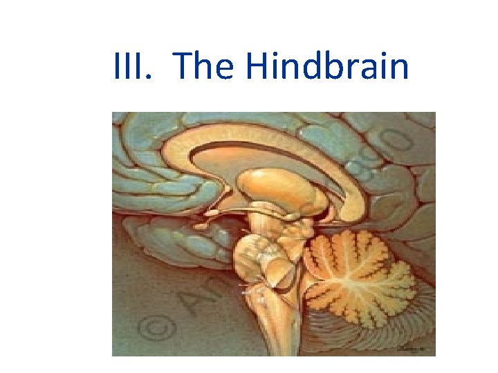 III. The Hindbrain 