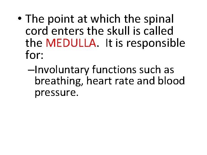  • The point at which the spinal cord enters the skull is called