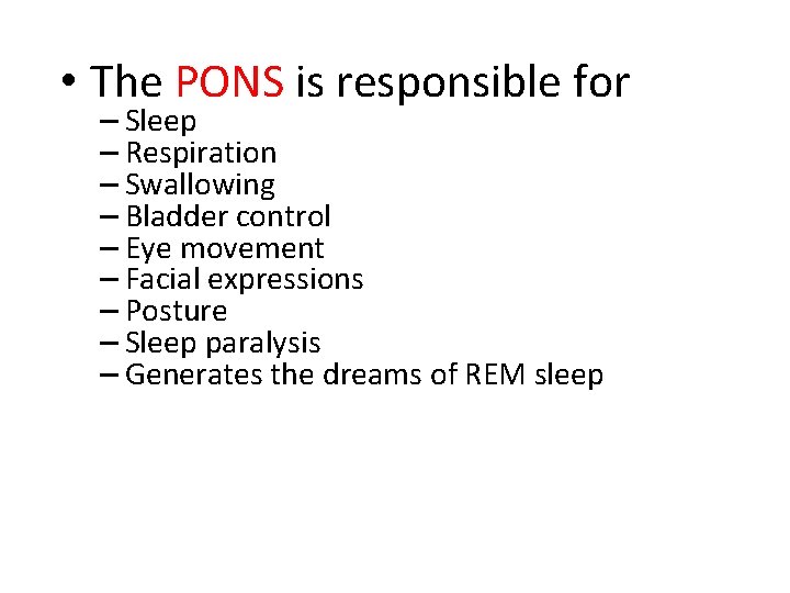  • The PONS is responsible for – Sleep – Respiration – Swallowing –