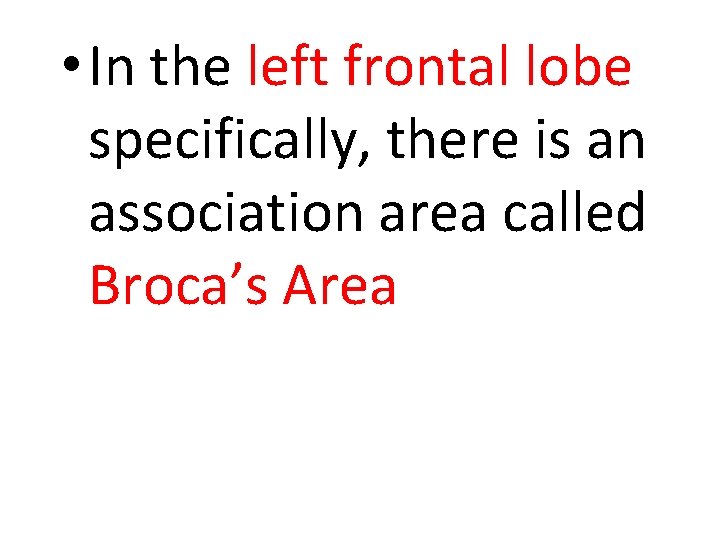  • In the left frontal lobe specifically, there is an association area called