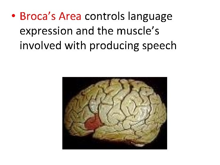  • Broca’s Area controls language expression and the muscle’s involved with producing speech