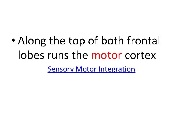  • Along the top of both frontal lobes runs the motor cortex Sensory