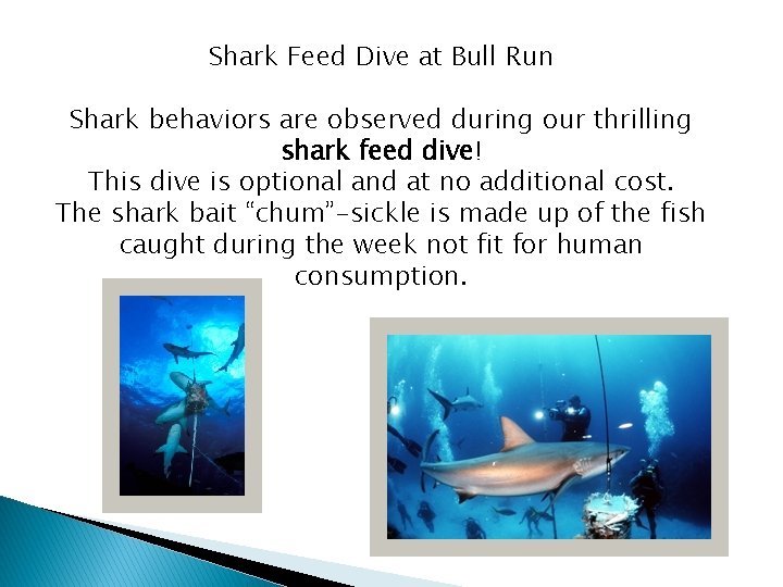 Shark Feed Dive at Bull Run Shark behaviors are observed during our thrilling shark