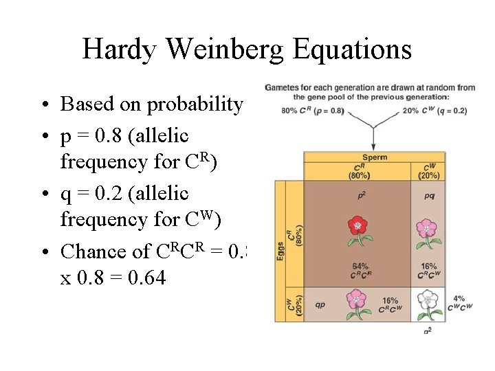 Hardy Weinberg Equations • Based on probability • p = 0. 8 (allelic frequency