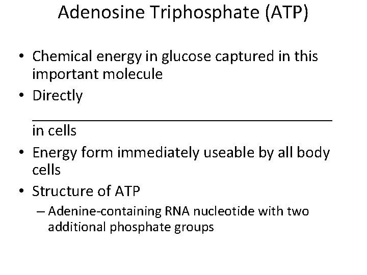 Adenosine Triphosphate (ATP) • Chemical energy in glucose captured in this important molecule •