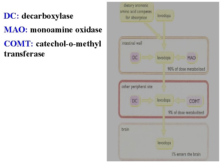 DC: decarboxylase MAO: monoamine oxidase COMT: catechol-o-methyl transferase 