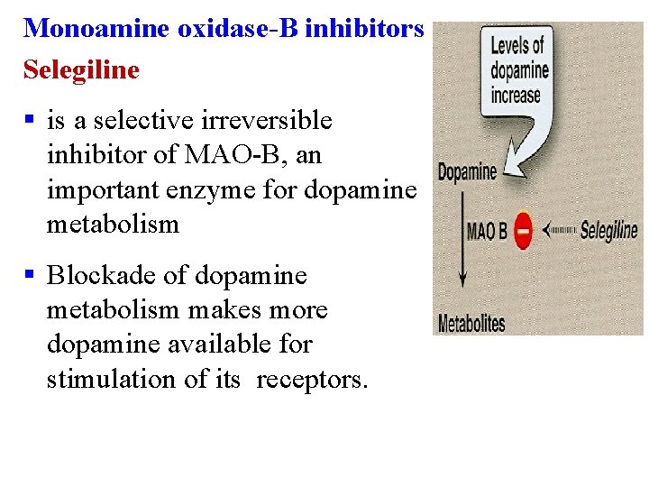 Monoamine oxidase-B inhibitors Selegiline § is a selective irreversible inhibitor of MAO-B, an important
