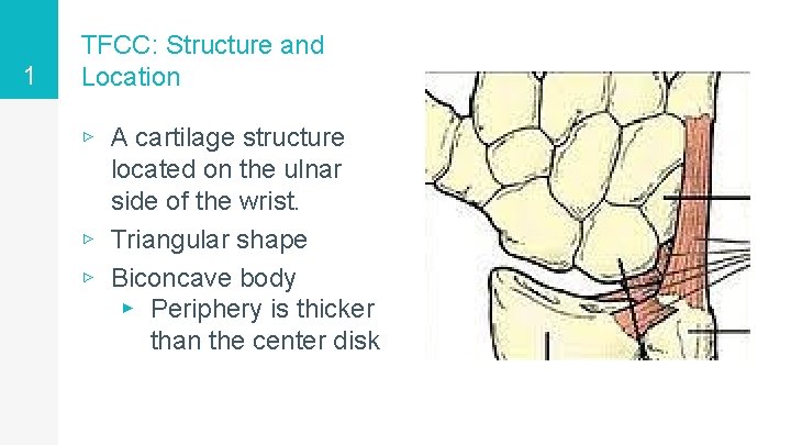 1 TFCC: Structure and Location ▹ A cartilage structure located on the ulnar side