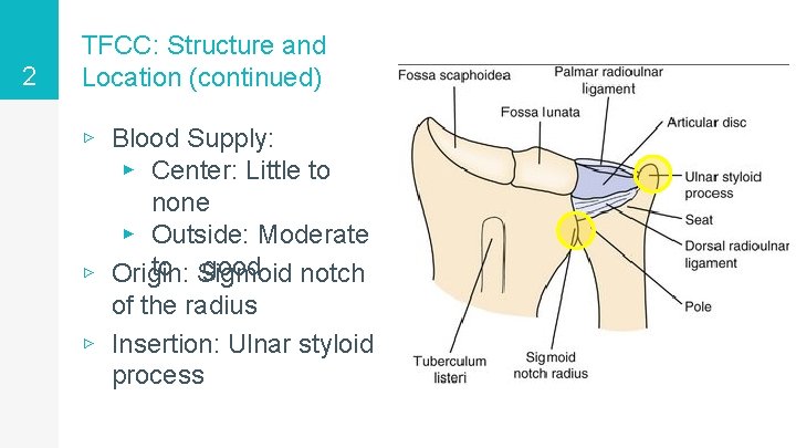 2 TFCC: Structure and Location (continued) ▹ Blood Supply: ▸ Center: Little to none