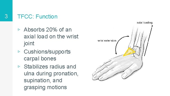 3 TFCC: Function ▹ Absorbs 20% of an axial load on the wrist joint