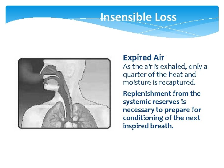 Insensible Loss Expired Air As the air is exhaled, only a quarter of the