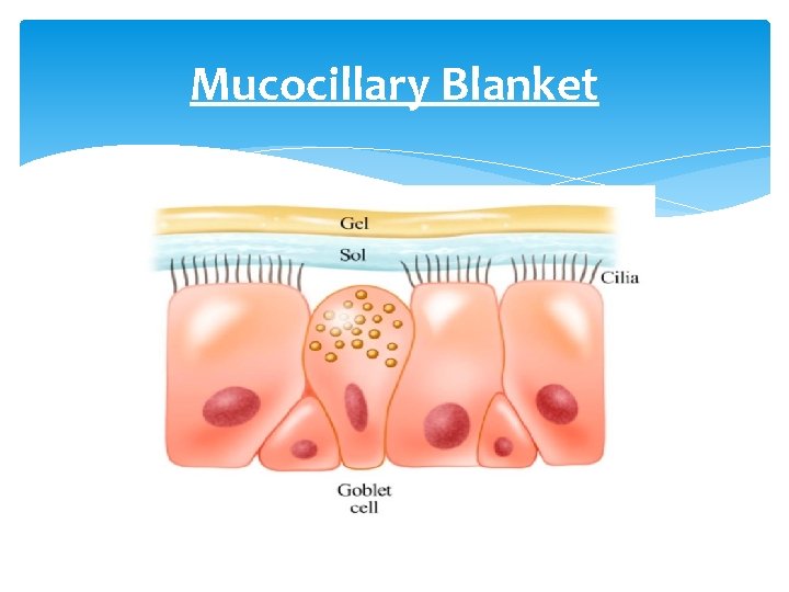 Mucocillary Blanket 