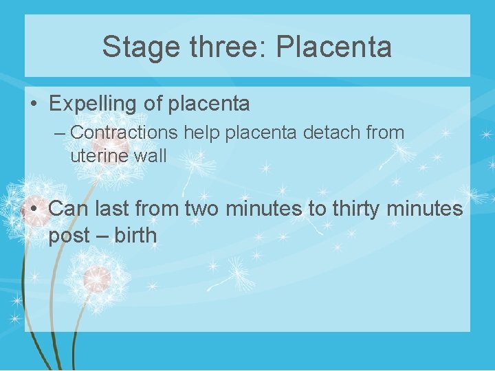 Stage three: Placenta • Expelling of placenta – Contractions help placenta detach from uterine