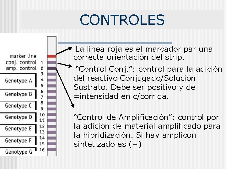 CONTROLES La línea roja es el marcador par una correcta orientación del strip. “Control