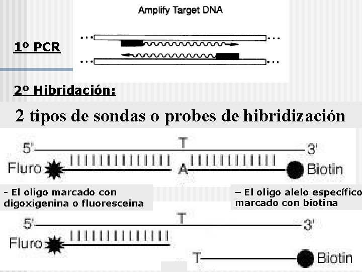 1º PCR 2º Hibridación: 2 tipos de sondas o probes de hibridización - El