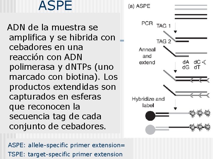 ASPE ADN de la muestra se amplifica y se hibrida con cebadores en una