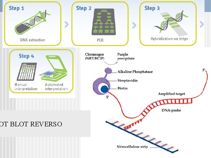 OT BLOT REVERSO 