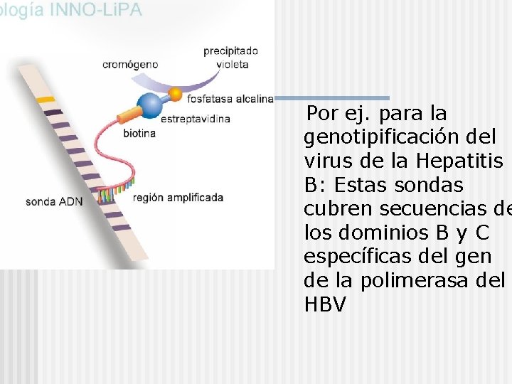 Por ej. para la genotipificación del virus de la Hepatitis B: Estas sondas cubren