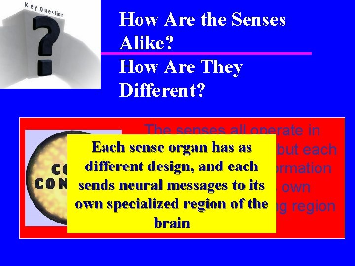 How Are the Senses Alike? How Are They Different? The senses all operate in