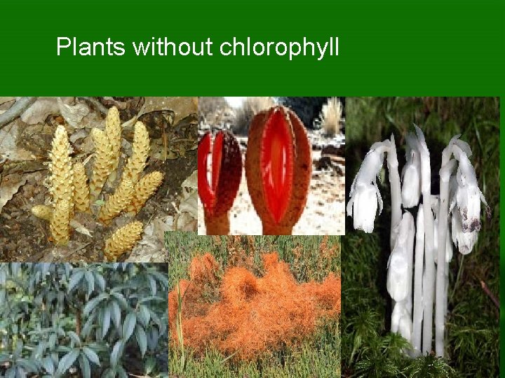 Photosynthesis Photosynthesis section Objectives Describe the structure of