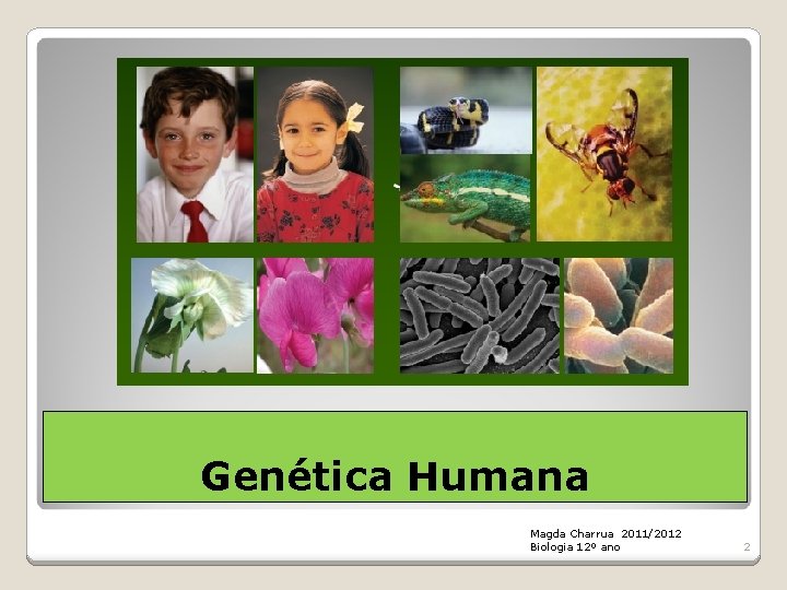 Genética Humana Magda Charrua 2011/2012 Biologia 12º ano 2 