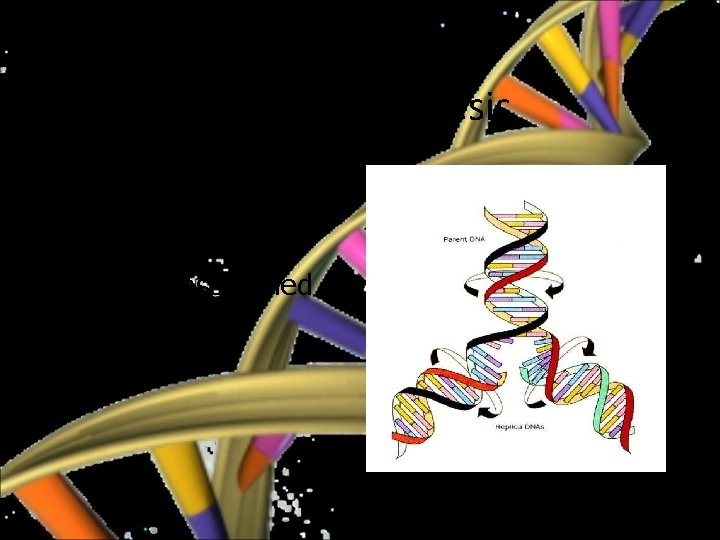 Protein synthesis • DNA is duplicated before a cell divides • A process called