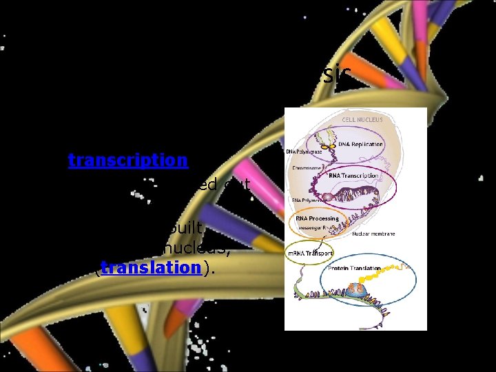Protein synthesis • Genes are transcribed into RNA (transcription). • m. RNA Transported out