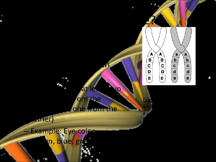 What is an Allele? • Alleles are the different possibilities for a given trait.