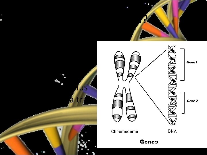 What are Genes? • Genes are the sequence of DNA that codes for a