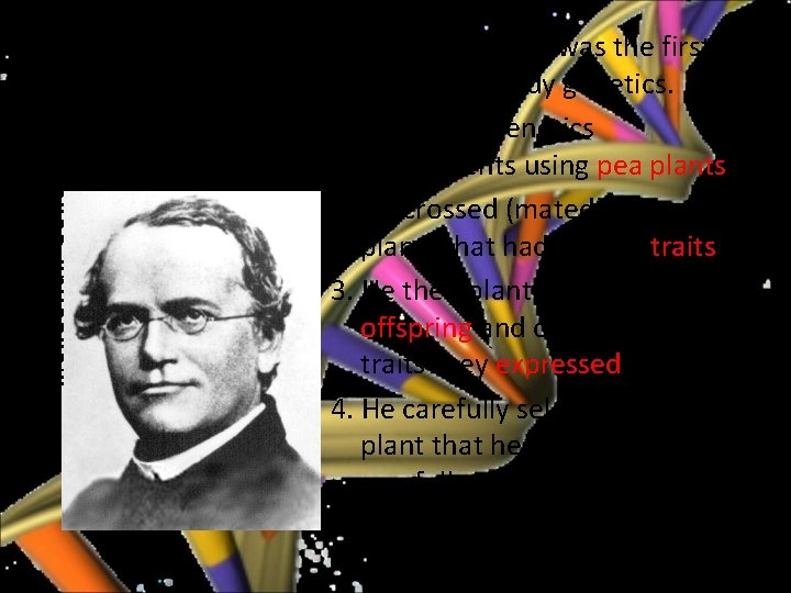 Mendelian Genetics GREGOR MENDEL • Gregor Mendel was the first person to study genetics.