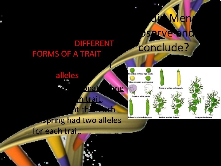 Mendelian Genetics What did Mendel observe and conclude? • Mendel observed that there were