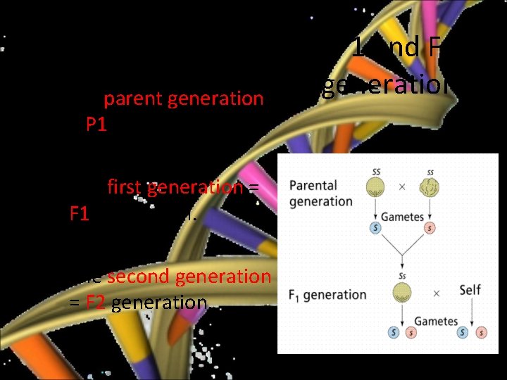 Mendelian Genetics • In a cross (mating) between organisms, the parent generation = P