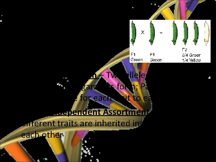 Mendel’s Conclusions 1. Law of Segregation – Two alleles for each trait separate when