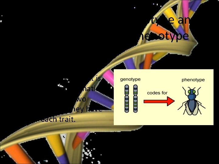 Mendelian Genetics • The phenotype an organisms appearance and behavior (how the trait expresses
