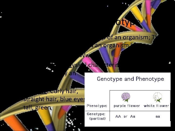 Genotype vs. Phenotype • Genotype – The genetic makeup of an organism; The gene