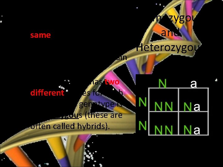 Mendelian Genetics • If the alleles are the same for a trait then the