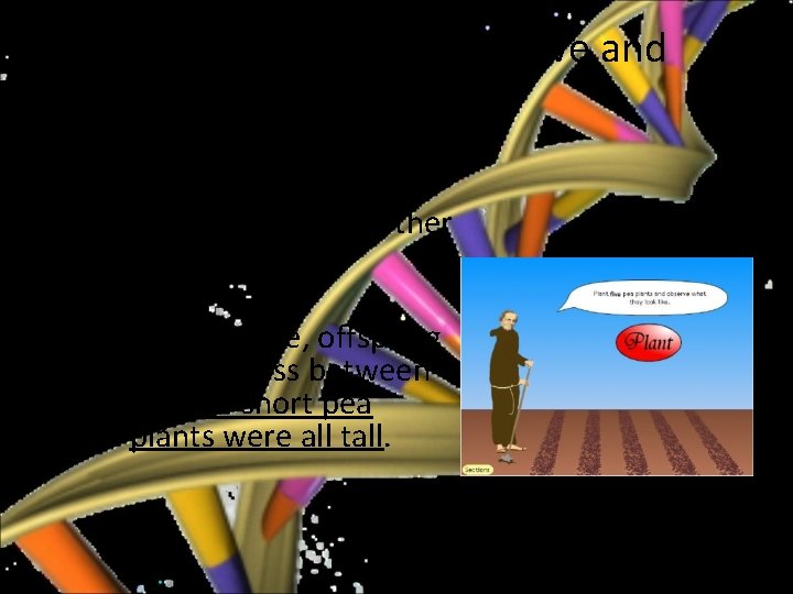 Mendelian Genetics What did Mendel observe and conclude? • Mendel noticed that some traits