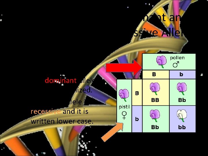 Mendelian Genetics • Dominant and Mendel came up with his Recessive Alleles rule of