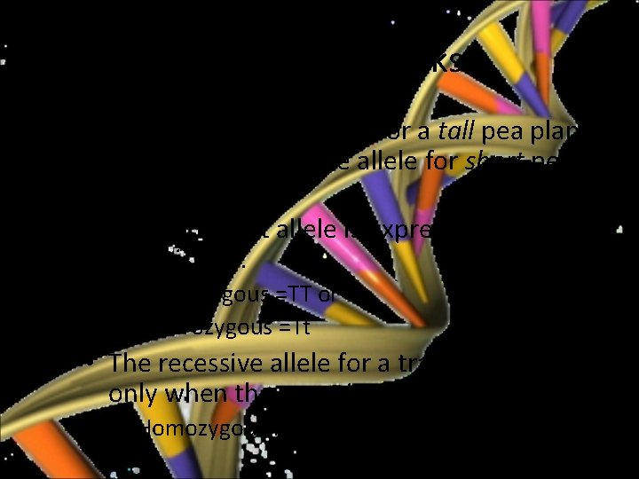 Mendelian Genetics How it works…. • For example, the allele for a tall pea
