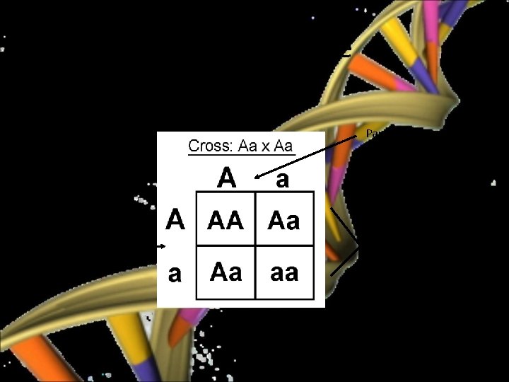 Punnett Square Parent Offspring 