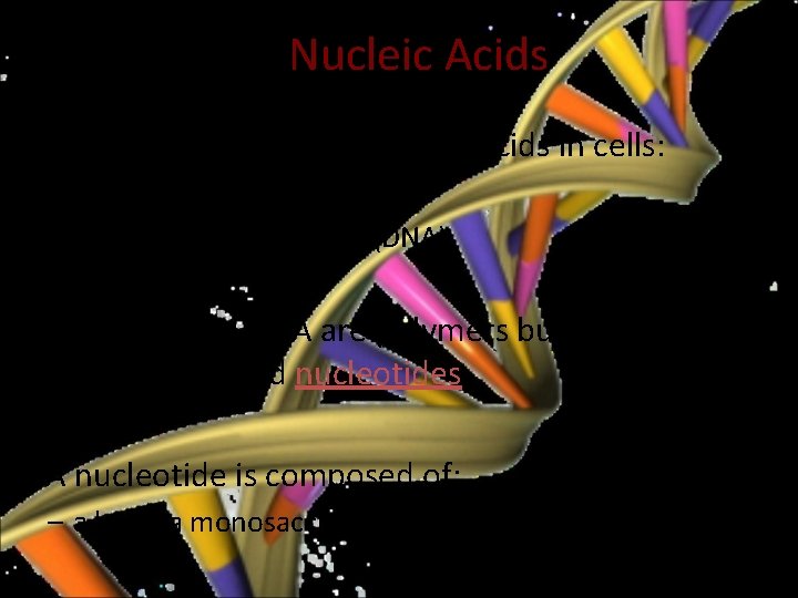 Nucleic Acids • There are two kinds of nucleic acids in cells: 1) ribonucleic
