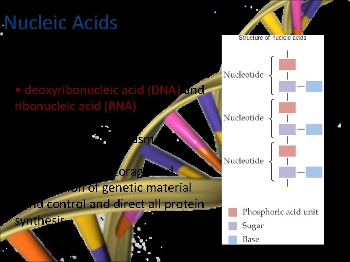 Nucleic Acids • made up of nucleotides • found in all living cells except