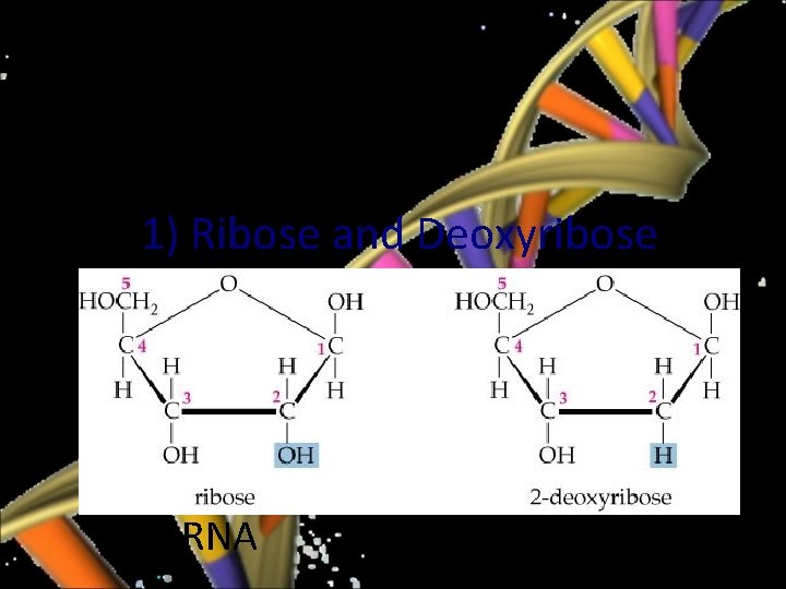 -each nucleotide contains 1) a sugar 2) a base 3) phosphoric acid unit 1)