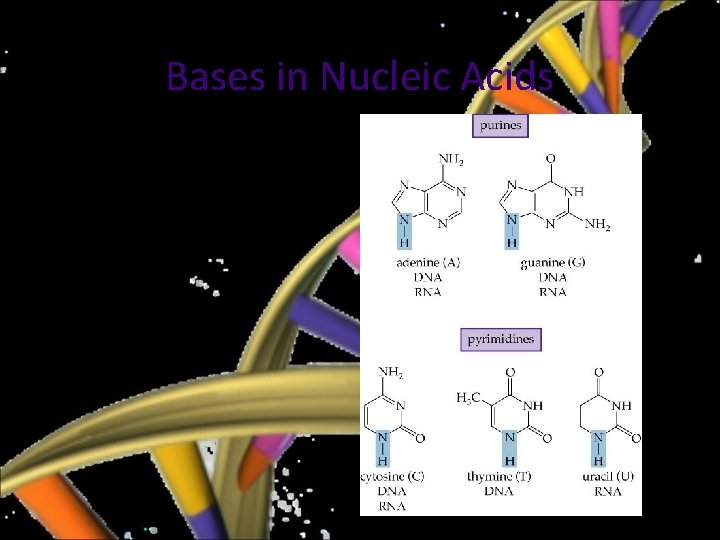 Bases in Nucleic Acids Bases for DNA: A, G, C, T Bases for RNA: