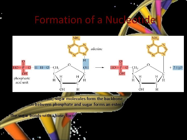 Formation of a Nucleotide • Alternating phosphate, sugar molecules form the backbone • The