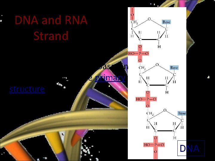DNA and RNA Strand • The sequence of the bases in DNA or RNA